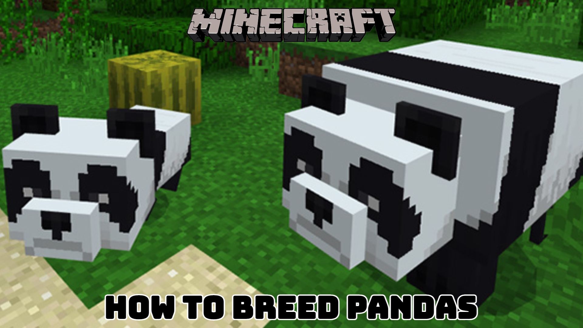 You are currently viewing Minecraft: How To Breed Pandas