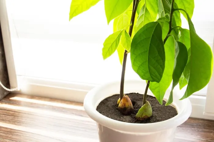 Indoor Avocado Trees jpg